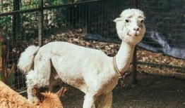 抖音網(wǎng)紅大鵝,萌態(tài)可掬，圈粉無(wú)數(shù)