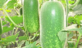 熱門大瓜熱心的朝陽爆料,朝陽爆料，明星隱私再掀波瀾