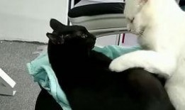 抖音網(wǎng)紅大鵝,萌態(tài)可掬，圈粉無(wú)數(shù)