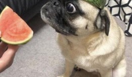 吃瓜表情包,揭秘網絡時代的幽默密碼