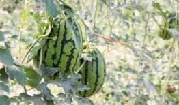 今日吃瓜熱門大瓜必看大瓜網(wǎng)紅,揭秘網(wǎng)紅大瓜，吃瓜群眾必看！