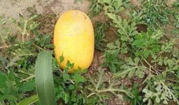 52吃瓜爆料免費吃瓜視頻,免費暢享熱門吃瓜視頻盛宴