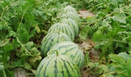 網紅大瓜圖片,一場視覺盛宴背后的真相