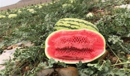 網紅大瓜排行,熱門事件盤點與幕后真相